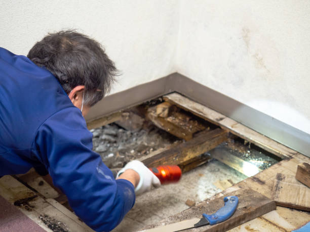 Best Professional Mold Removal  in Lemoyne, PA