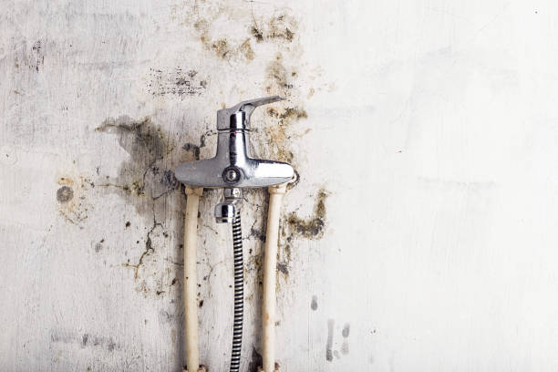 Best Certified Mold Removal  in Lemoyne, PA