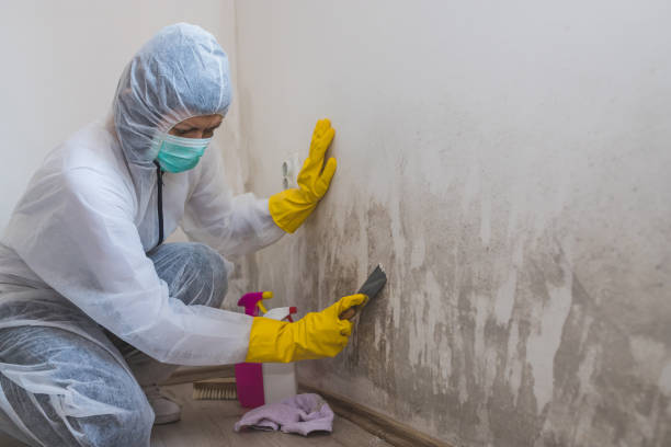 Office Mold Removal Services in Lemoyne, PA