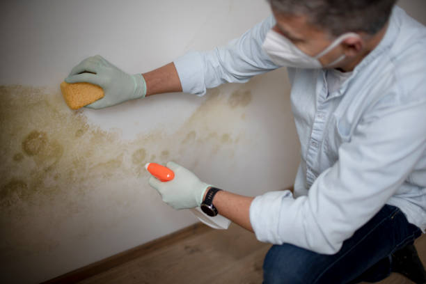 Mold Testing and Removal in Lemoyne, PA