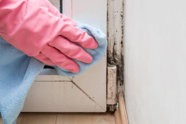 Best Residential Mold Removal  in Lemoyne, PA